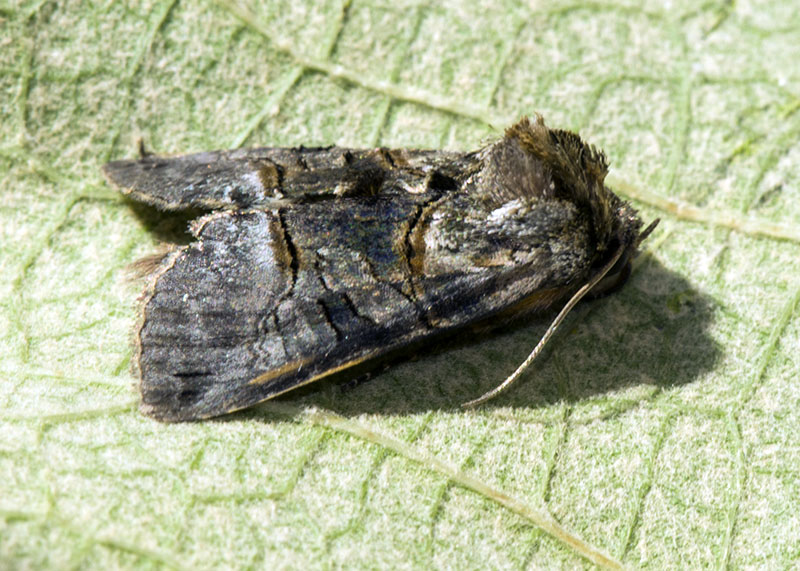 Noctuidae - Abrostola sp.